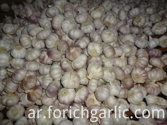 Normal White Garlic 5 0cm